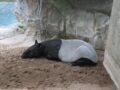 (2026) MKGSA 가을 소풍(Minnesota Zoo)
