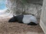(2026) MKGSA 가을 소풍(Minnesota Zoo)